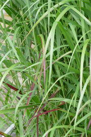 Rutenhirse - Panicum virgatum Shenandoah - Detailansicht